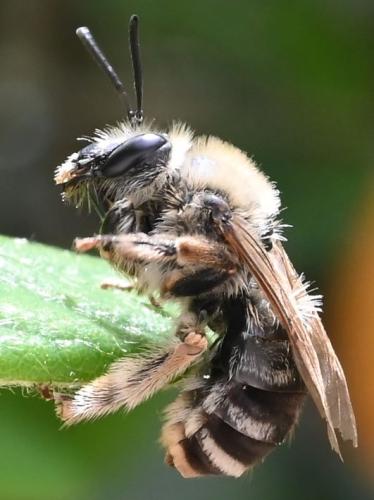 Eucera sp.